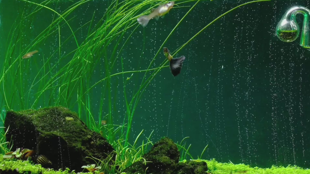 载入视频： The most advanced CO2 systems for planted aquariums: dual-stage regulators, diffusers and complete kits